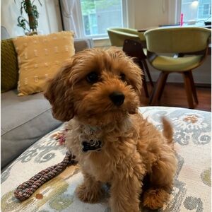 Meet your Posher, Vincent